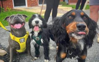 Bonnie with some of the Woodgreen dogs that sniffed her out