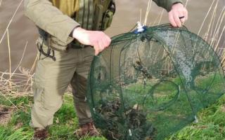 Three illegal crayfish traps have been seized from the River Nene (Old Course).