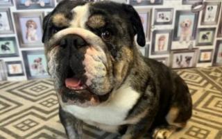 Rescued British bulldog Bessie is looking for a new home.