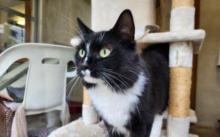 Fenton from RSPCA Block Fen Animal Centre in Wimblington, Cambridgeshire.